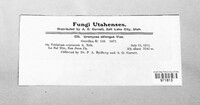 Uromyces oblongus image